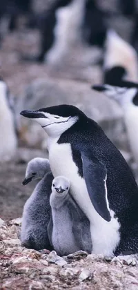 Penguin Photograph Bird Live Wallpaper