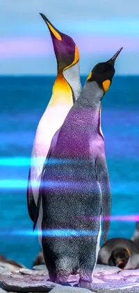 Penguin Water King Penguin Live Wallpaper