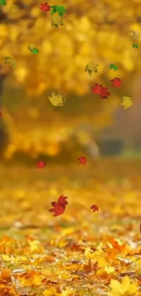 People In Nature Amber Leaf Live Wallpaper