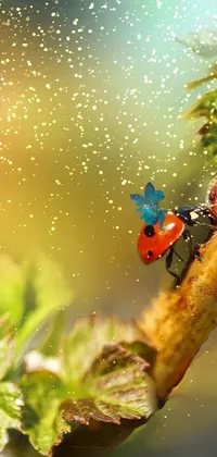 This phone live wallpaper showcases a stunning macro photograph of a ladybug resting on a leafy branch