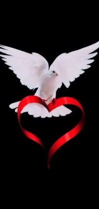 This live phone wallpaper features a mid-shot photograph of a white dove wearing a red ribbon heart