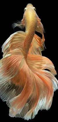 This live wallpaper features a close-up shot of a majestic fish against a black background, with beautiful flowing mane and tail
