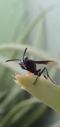 Get up close and personal with a nature-inspired live wallpaper for your phone! It features a small insect resting on a green plant, captured in intricate detail for a mesmerizing display