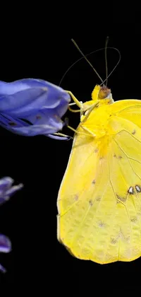 Petal Arthropod Butterfly Live Wallpaper
