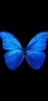 This live wallpaper features a striking blue butterfly resting on a black background