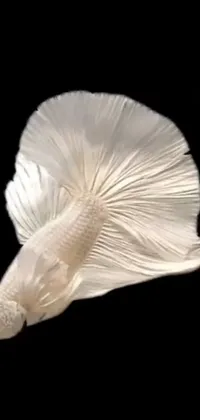 Petal Feather Natural Material Live Wallpaper