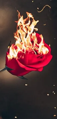 Get mesmerized by the contrast of delicate petals and intense flames with our Rose on Fire phone live wallpaper