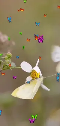 Petal Insect Pollinator Live Wallpaper