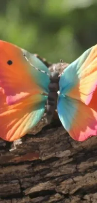 This colorful live wallpaper features a mesmerizing butterfly sitting on rustic wood