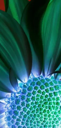 This live wallpaper depicts a breathtaking close-up of a vibrant blue and green flower