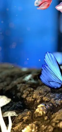 This phone live wallpaper showcases a group of butterflies perched on a rock with a bioluminescent forest floor in the background