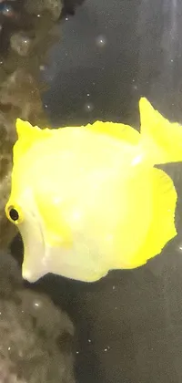 Petal Liquid Fish Live Wallpaper
