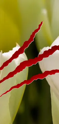 This dynamic phone live wallpaper features a striking close-up of a white flower with red stripes, offering a captivating floral display