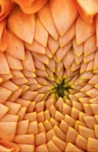 Petal Orange Plant Live Wallpaper