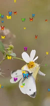 Petal Organism Pollinator Live Wallpaper