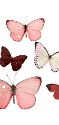 Petal Pink Arthropod Live Wallpaper
