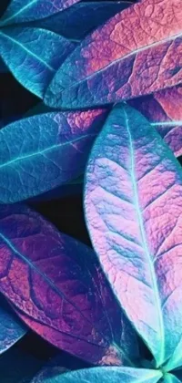 This stunning phone live wallpaper features a close up of purple and blue leaves, captured in macro detail