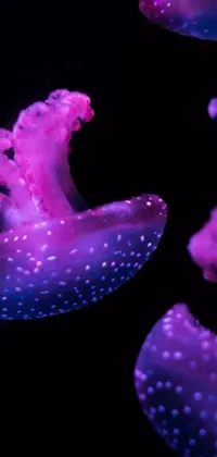 This phone live wallpaper features a group of mesmerizing jellyfish swimming inside an aquarium