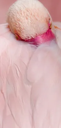 This phone live wallpaper features a charming pink flamingo with its eyes shut while wearing a pink tutu