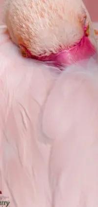 This live phone wallpaper showcases a stunning imaging of a white bird with pretty pink feathers