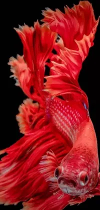 This stunning phone live wallpaper features a spectacular close-up shot of a red fish swimming elegantly against a dark black backdrop