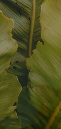 Petal Plant Terrestrial Plant Live Wallpaper