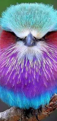 Petal Purple Snout Live Wallpaper