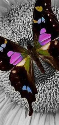 This phone live wallpaper showcases a stunning image of a butterfly sitting atop a colorful sunflower