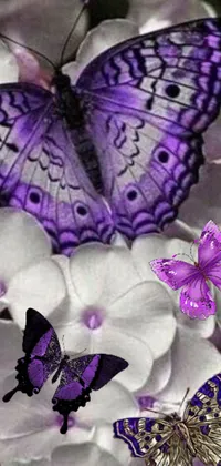 Petal Purple Violet Live Wallpaper