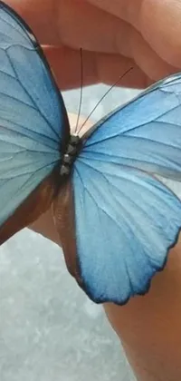 This ultra-realistic phone live wallpaper features an ethereal blue butterfly in someone's hand