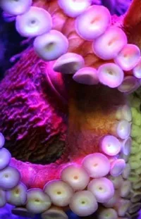 Petal Underwater Organism Live Wallpaper