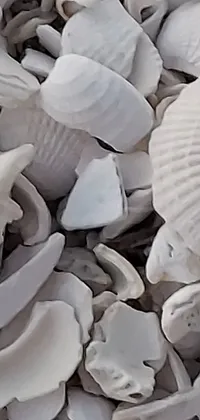 This phone live wallpaper features a stunning beach scene, showcasing a pile of shells, a mosaic pattern, and a white sally lightfoot crab roaming along the shells
