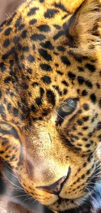 Photograph Cheetah Light Live Wallpaper