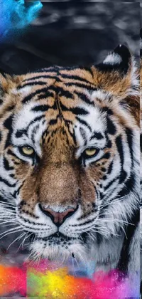 Photograph Eye Siberian Tiger Live Wallpaper