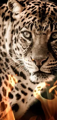 Leopard animal abstract wallpaper. Contrast background panthera in
