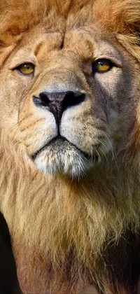 Enhance your phone's screen with a regal lion live wallpaper