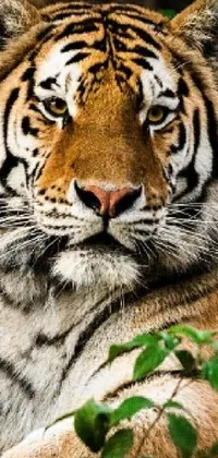 This live phone wallpaper showcases a stunning image of a majestic tiger sitting on a green field