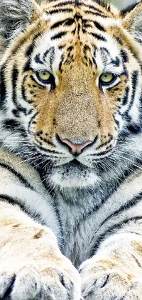 This live wallpaper displays an eye-catching close-up of a tiger lying down on the ground