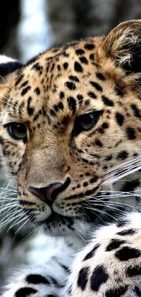 This live phone wallpaper showcases a stunning close up of a leopard's face