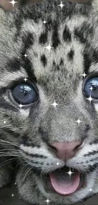 Photograph Felidae Cat Live Wallpaper