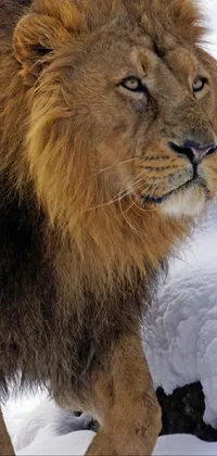 This incredible live wallpaper captures a stunning lion walking through the snow