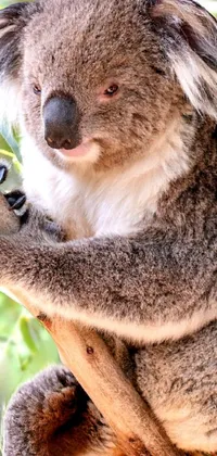 Photograph Organism Koala Live Wallpaper