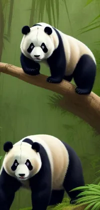 Photograph Panda Vertebrate Live Wallpaper