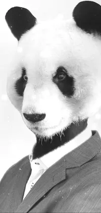 Photograph Panda White Live Wallpaper