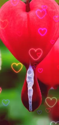 flower heart Live Wallpaper