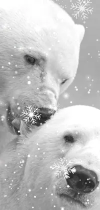 Looking for a stunning live wallpaper for your phone? Look no further! This black and white image, featuring two gorgeous polar bears standing lovingly beside one another, is the perfect choice