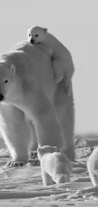 Photograph Polar Bear White Live Wallpaper