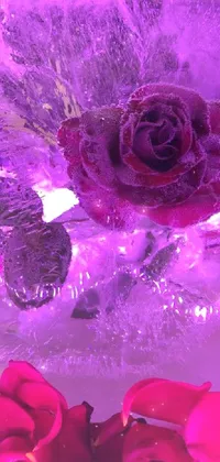 Photograph Purple Flower Live Wallpaper