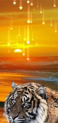 Photograph Siberian Tiger Tiger Live Wallpaper