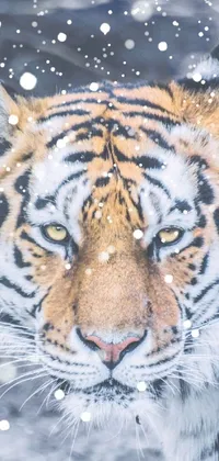 Photograph Siberian Tiger White Live Wallpaper
